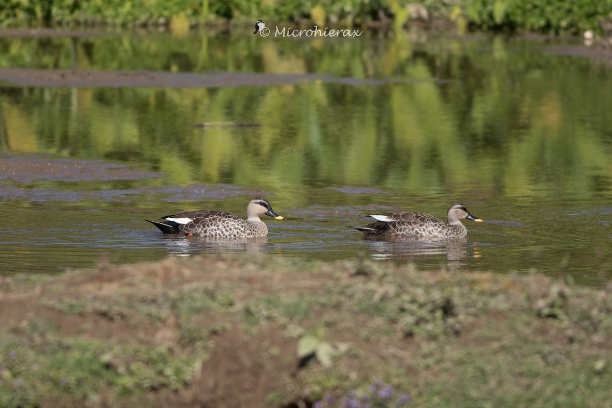 Indian Spot-billed Duck - ML138582291