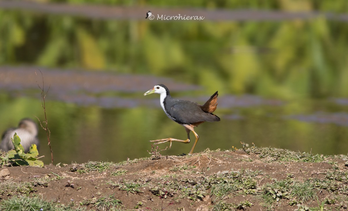 White-breasted Waterhen - ML138582321