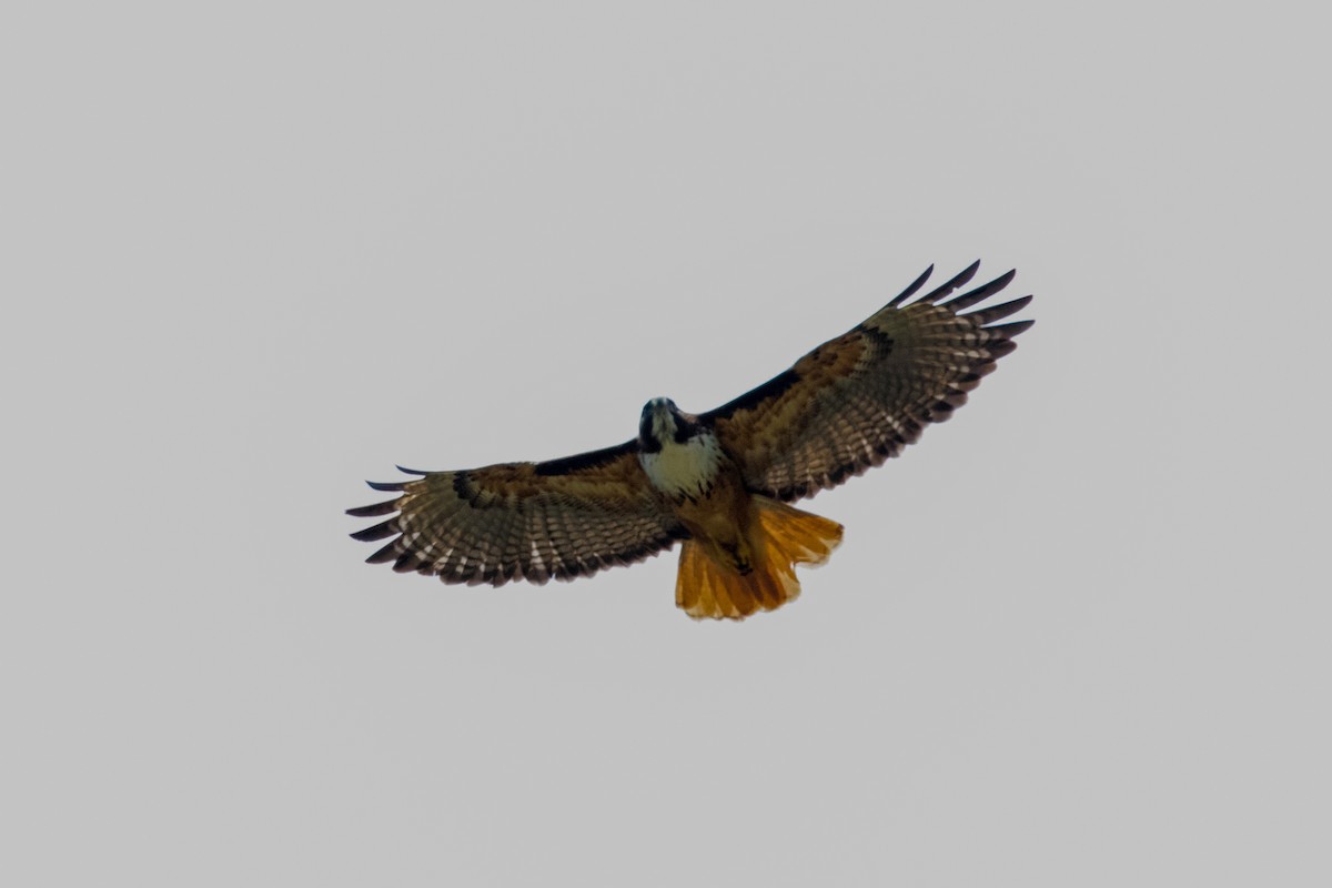 Red-tailed Hawk - ML138582511