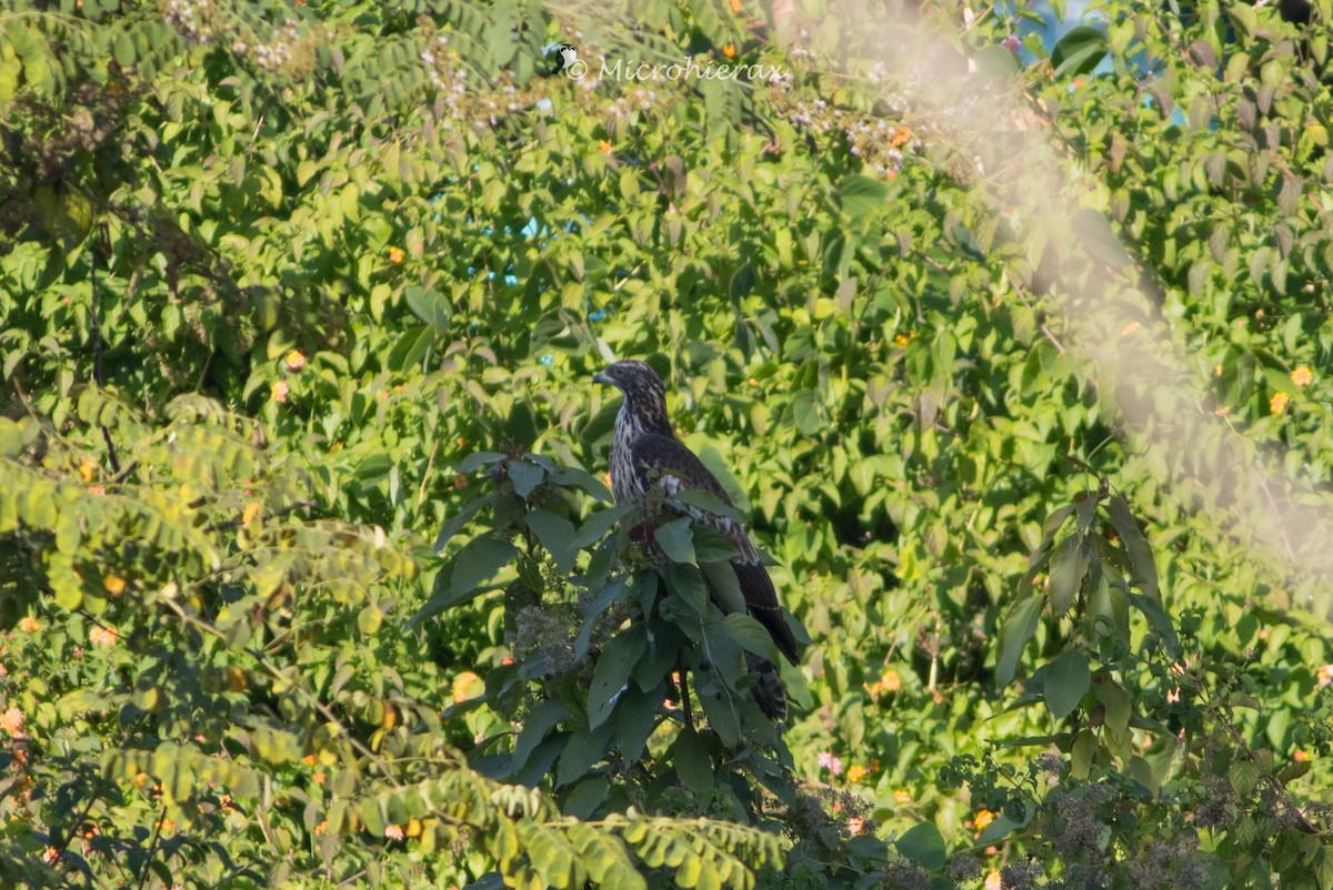 Oriental Honey-buzzard - ML138582541