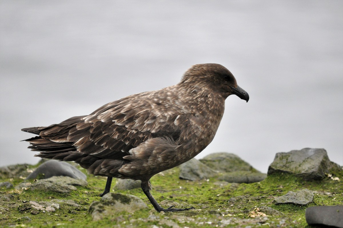 Brown Skua - ML138583021