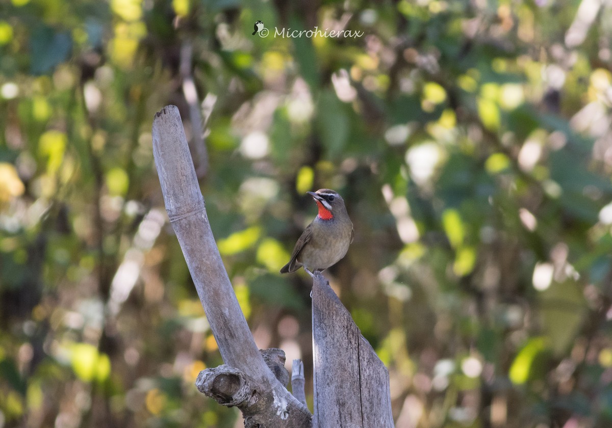 Siberian Rubythroat - ML138583211