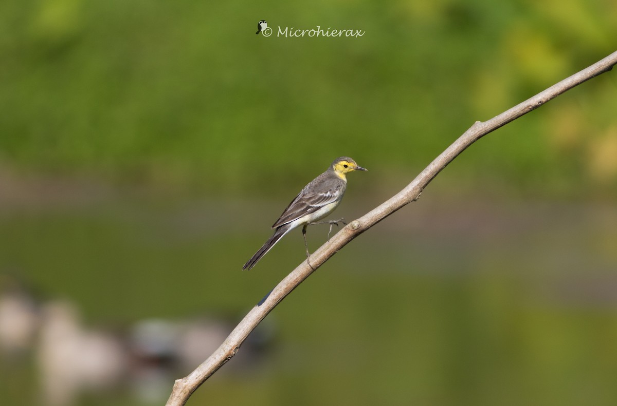 Citrine Wagtail - ML138583231