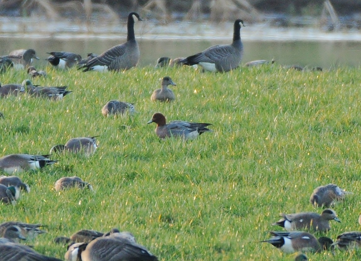 Eurasian Wigeon - ML138583301