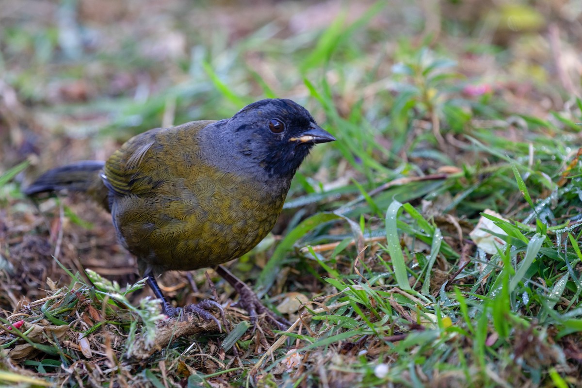 Large-footed Finch - ML138584011