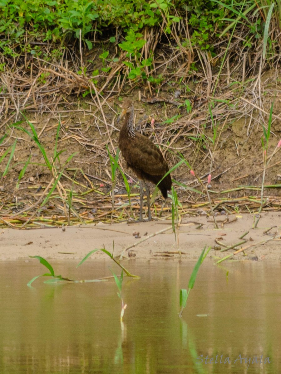 Limpkin - ML138584501