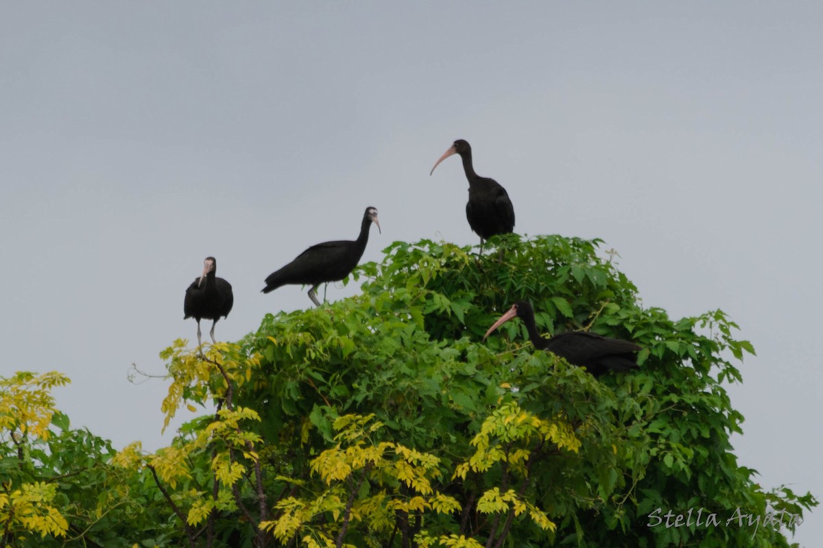 ibis tmavý - ML138584731