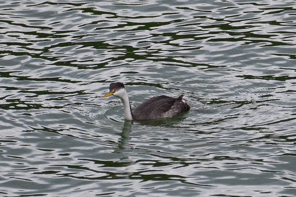 Western Grebe - Bart Wickel