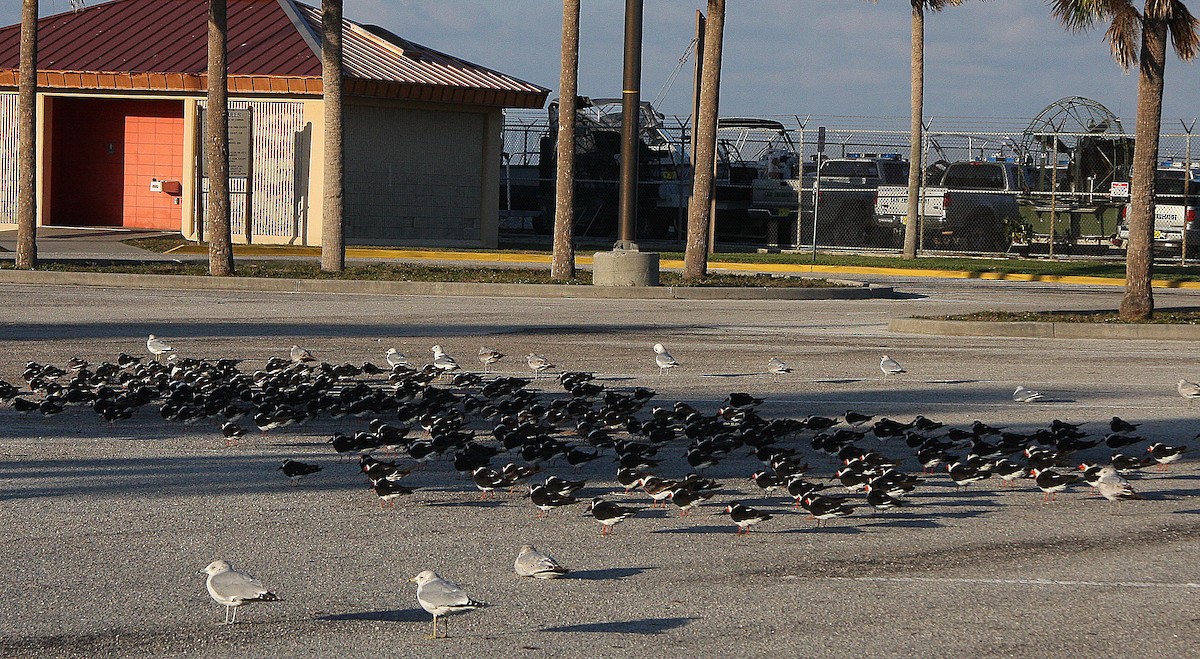 Black Skimmer - ML138585701