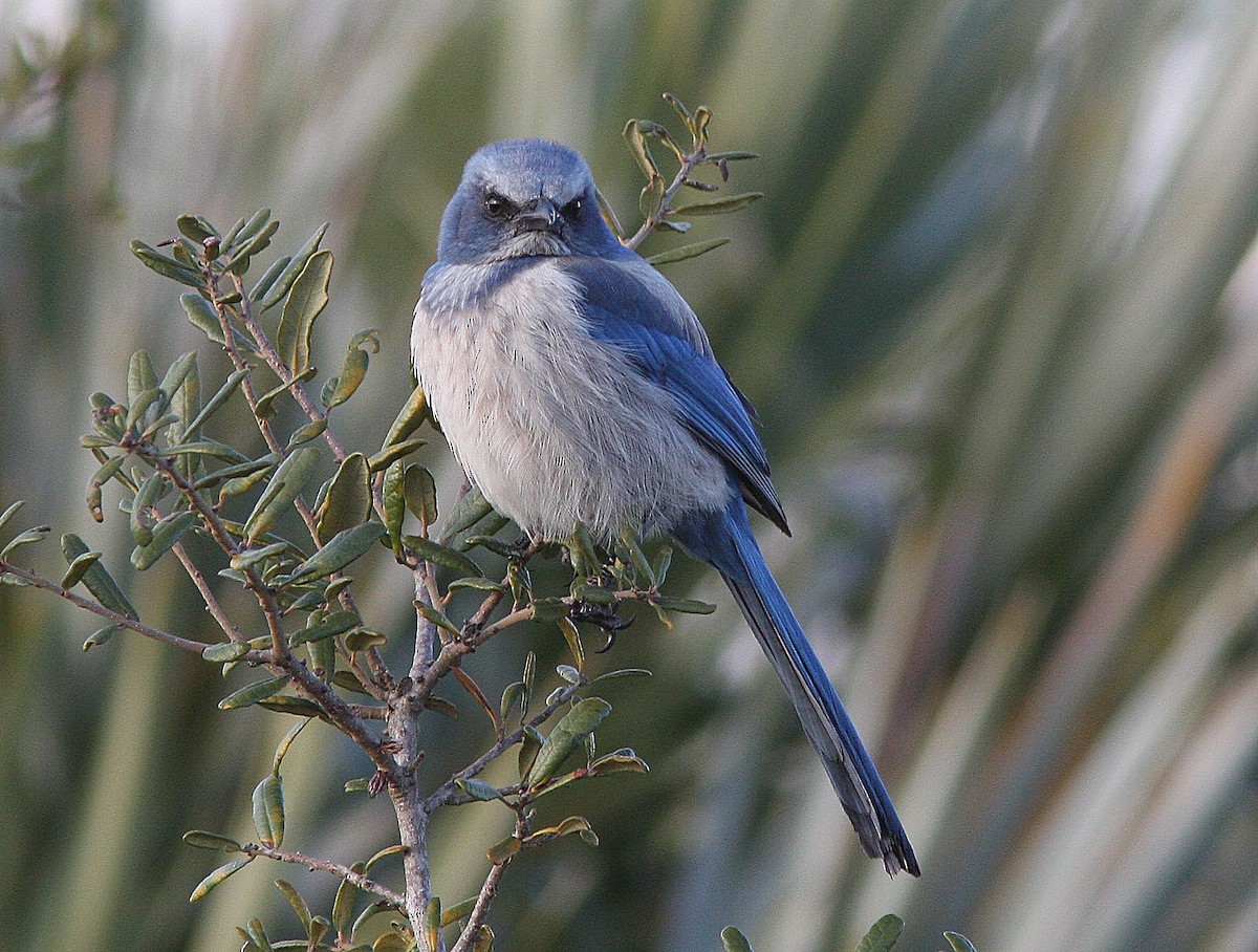 Florida Scrub-Jay - ML138586451