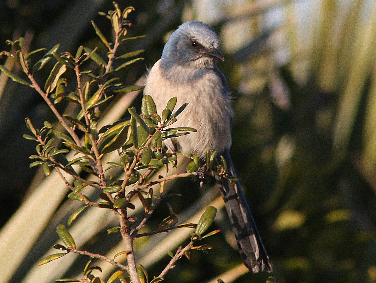 Florida Scrub-Jay - ML138586471