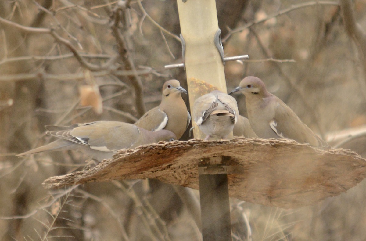 White-winged Dove - Hal Robins