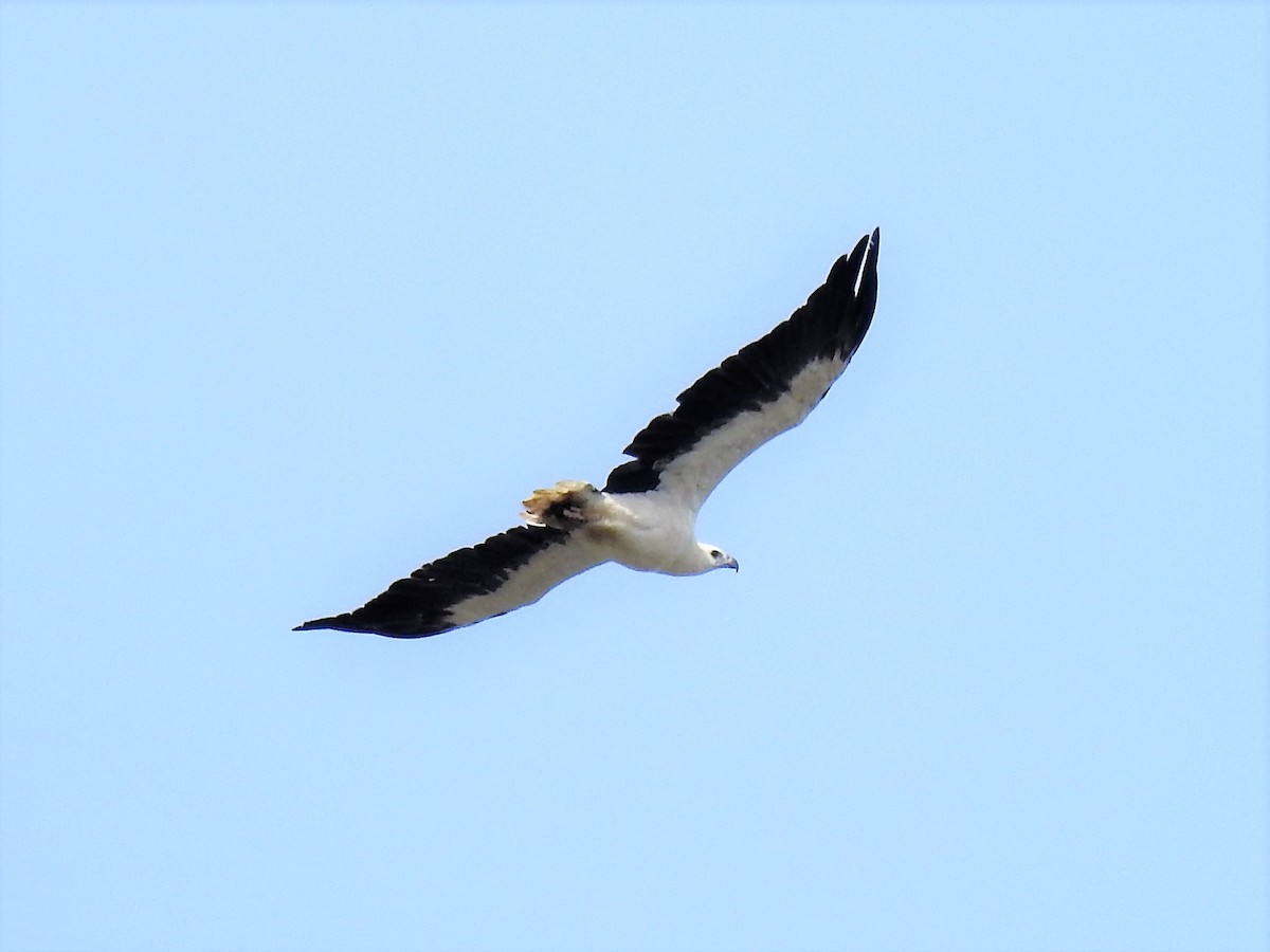 White-bellied Sea-Eagle - David Lie