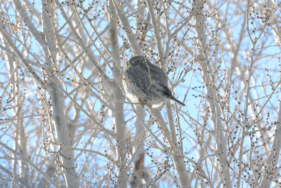 Northern Pygmy-Owl (Rocky Mts.) - ML138588531