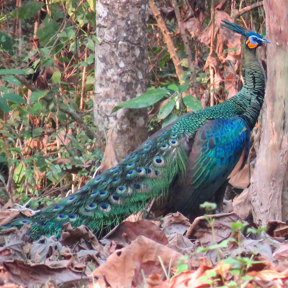 Green Peafowl - ML138588571