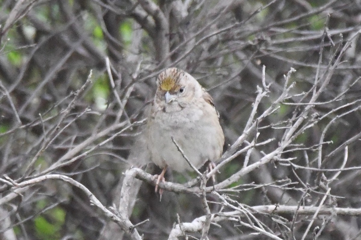 Golden-crowned Sparrow - ML138588631