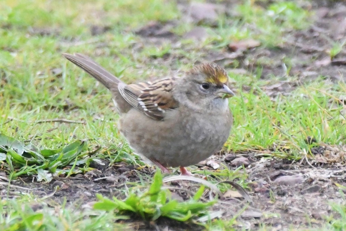 Golden-crowned Sparrow - ML138588641
