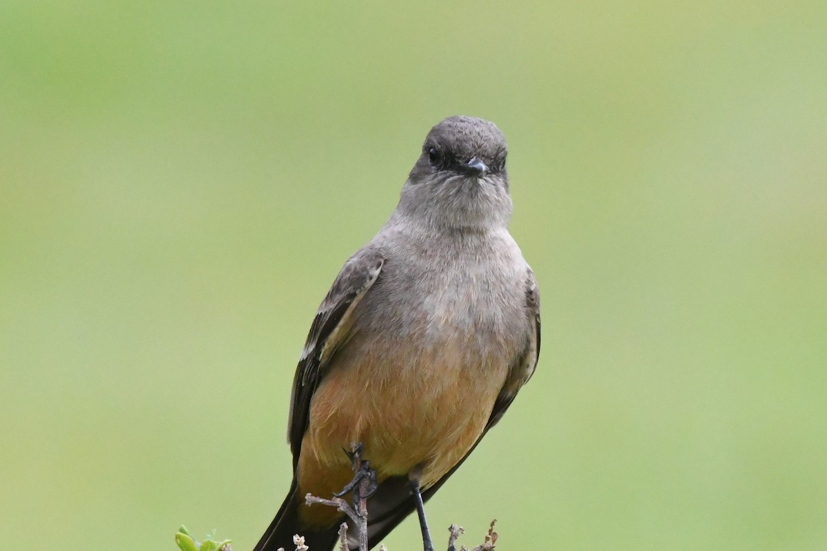 Say's Phoebe - ML138588811