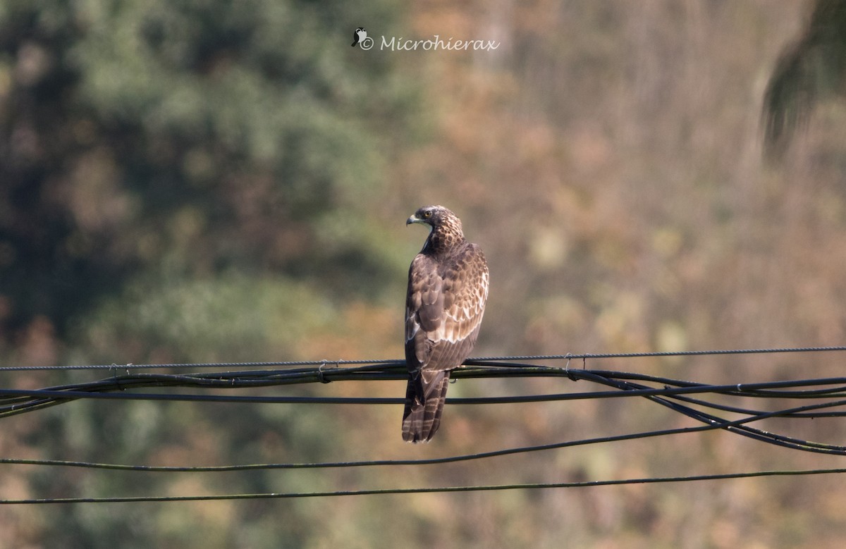 Oriental Honey-buzzard - ML138590111