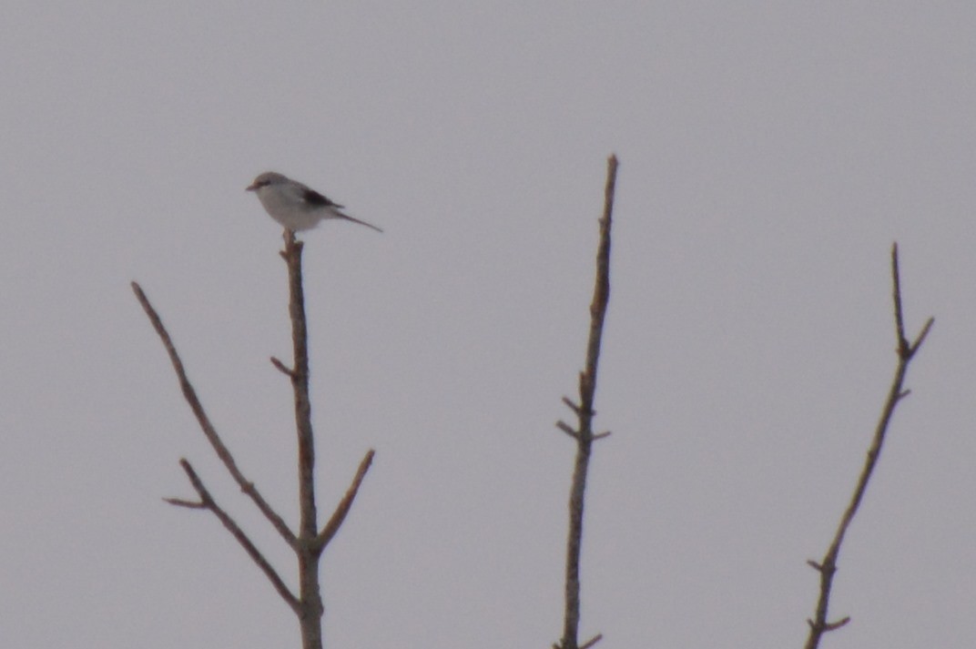 Northern Shrike - ML138591801