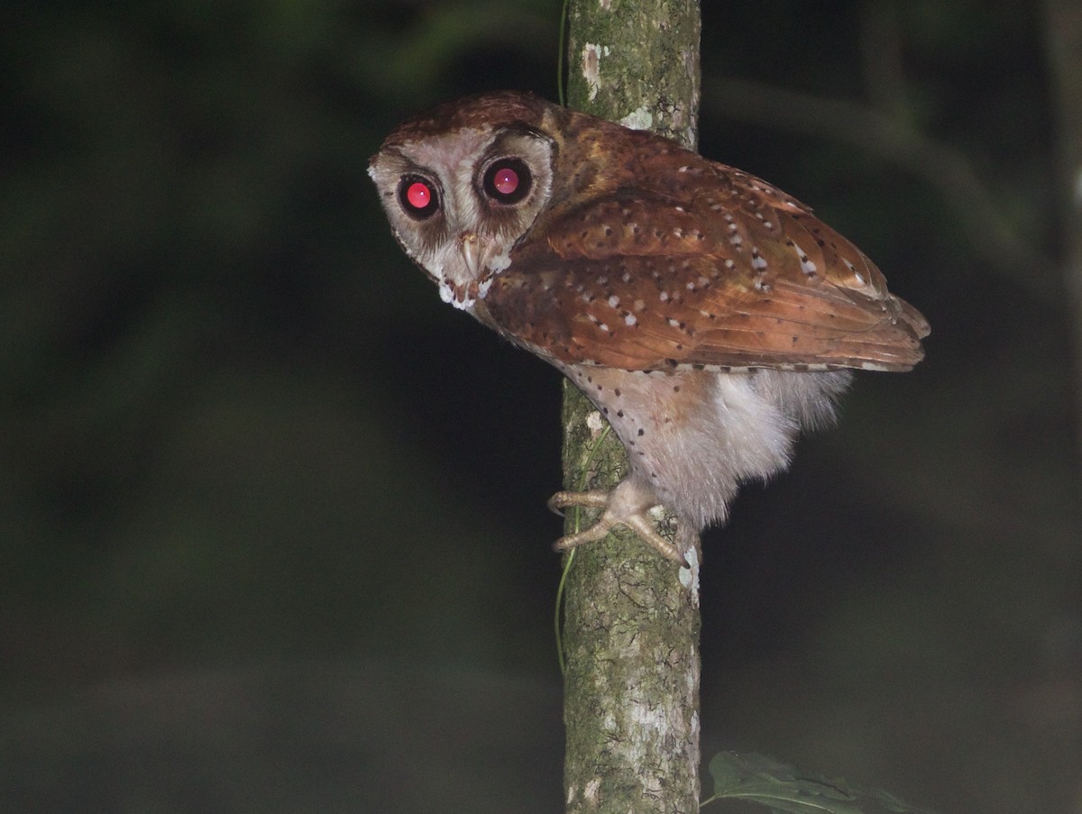 Oriental Bay-Owl - ML138592031