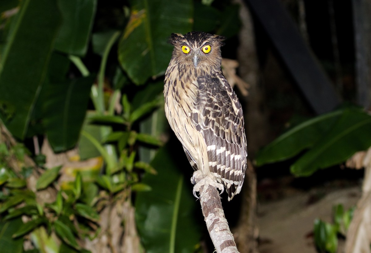 Buffy Fish-Owl - ML138592281