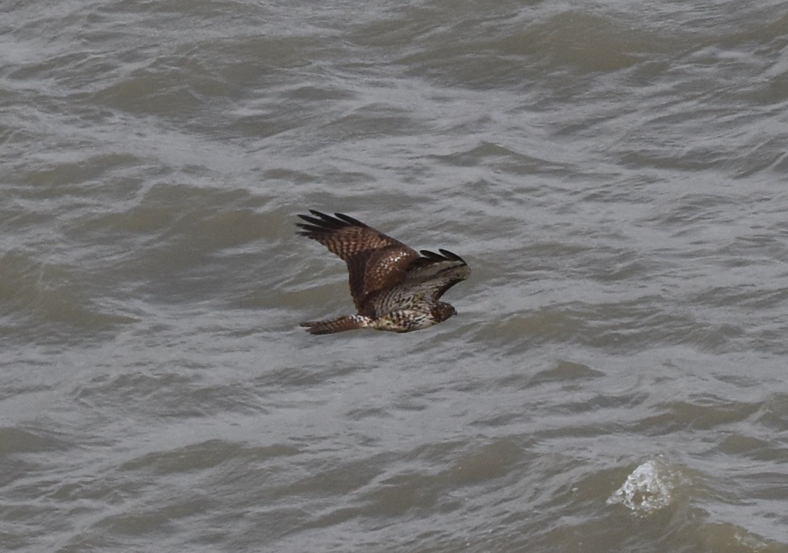 Red-tailed Hawk - ML138592901