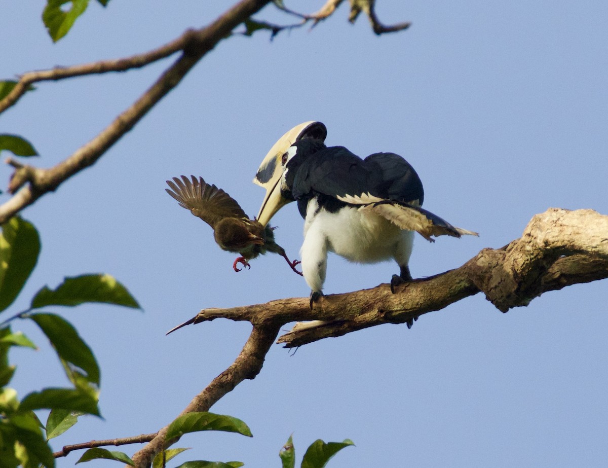 Oriental Pied-Hornbill - ML138594281