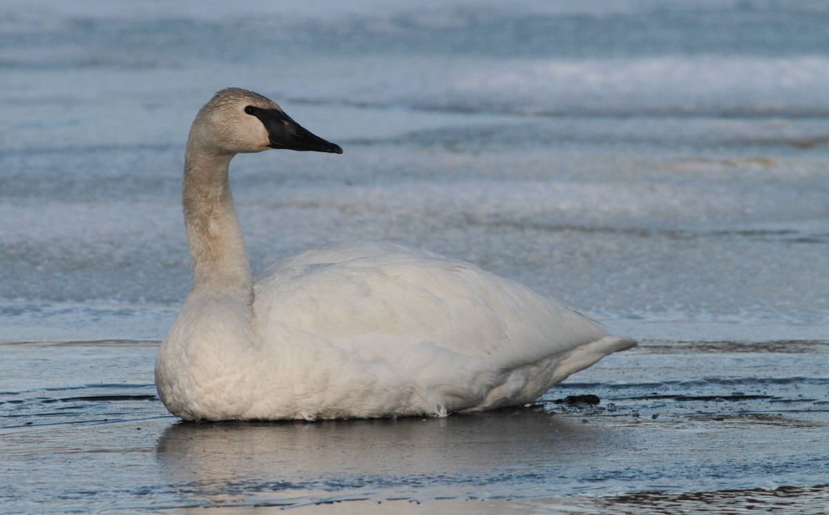 Trumpeter Swan - Marshall Iliff