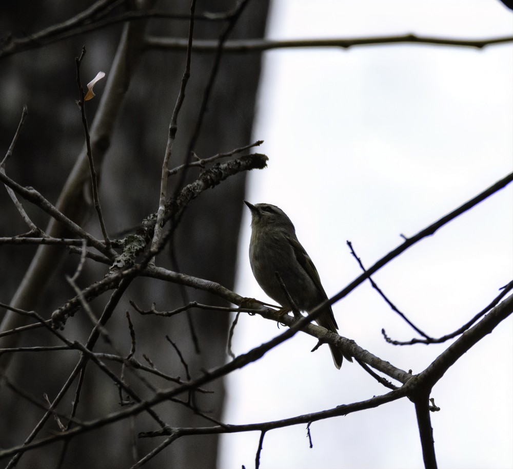 Golden-crowned Kinglet - Dave Eslinger