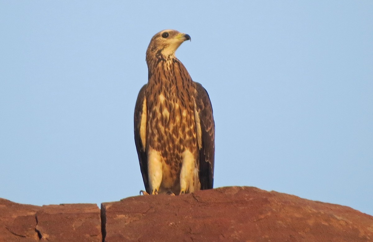 White-eyed Buzzard - ML138594591