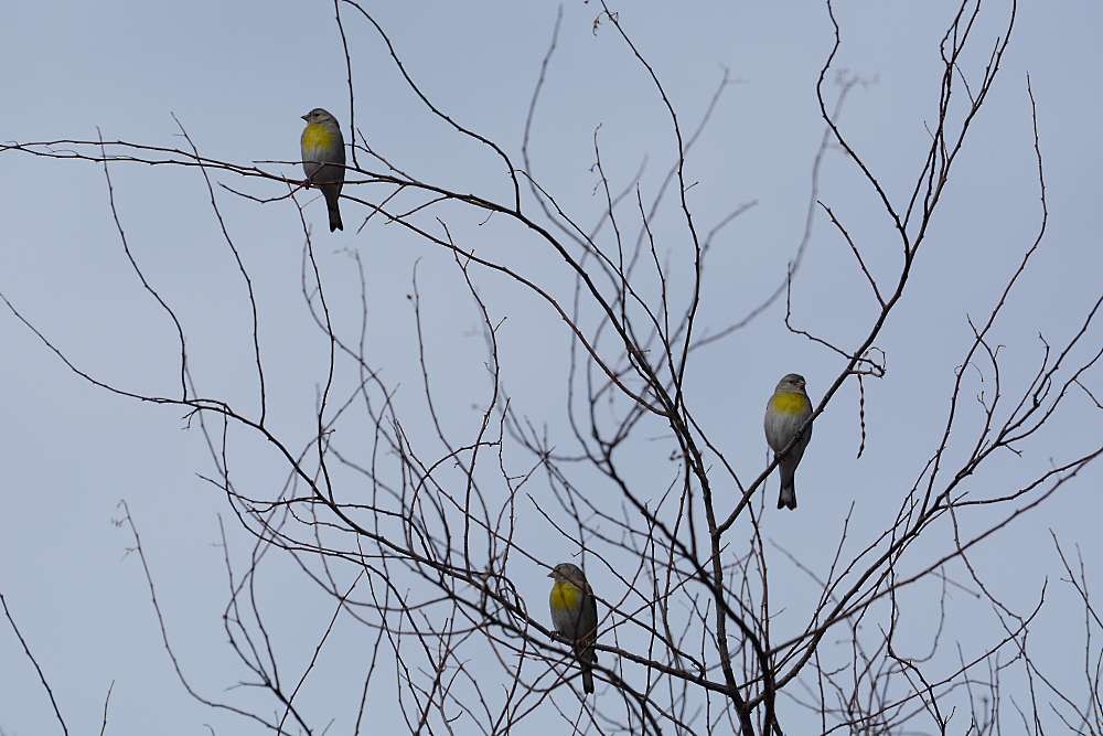 Lawrence's Goldfinch - ML138594721