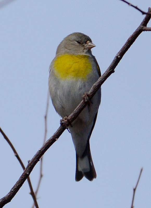 Lawrence's Goldfinch - ML138594851