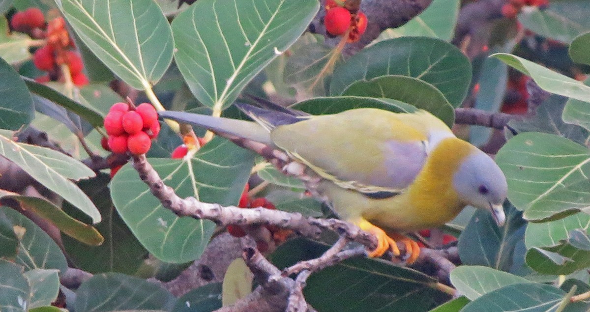 Yellow-footed Green-Pigeon - ML138595271