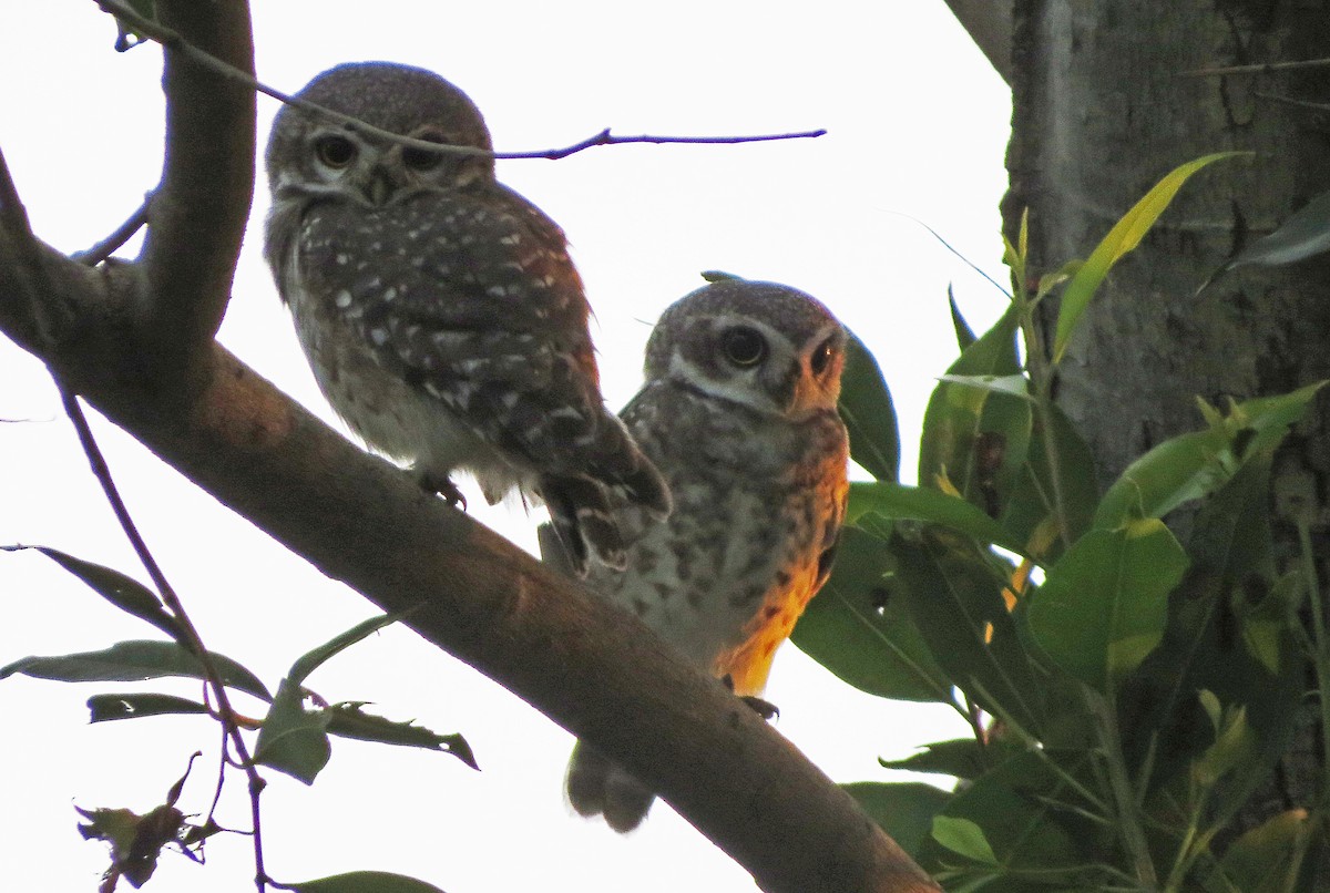 Spotted Owlet - ML138595751