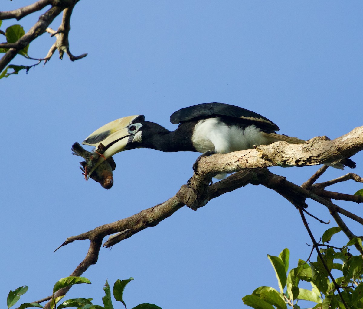 Oriental Pied-Hornbill - ML138595851