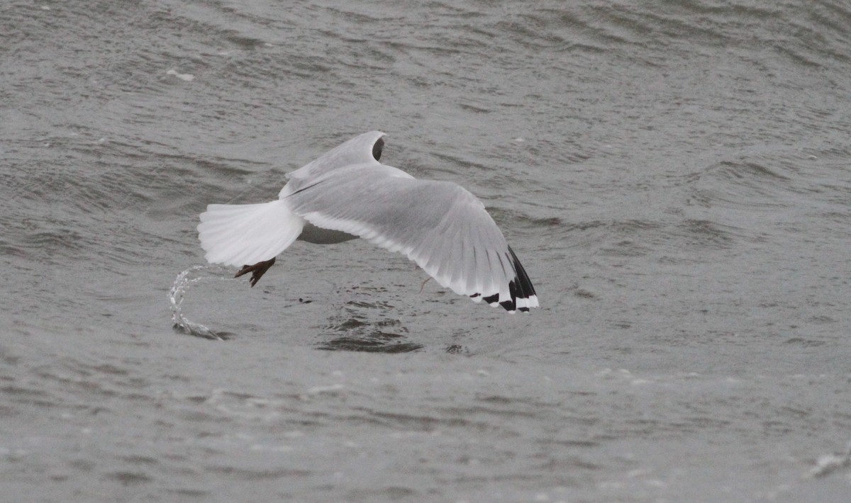 Ring-billed Gull - ML138595991