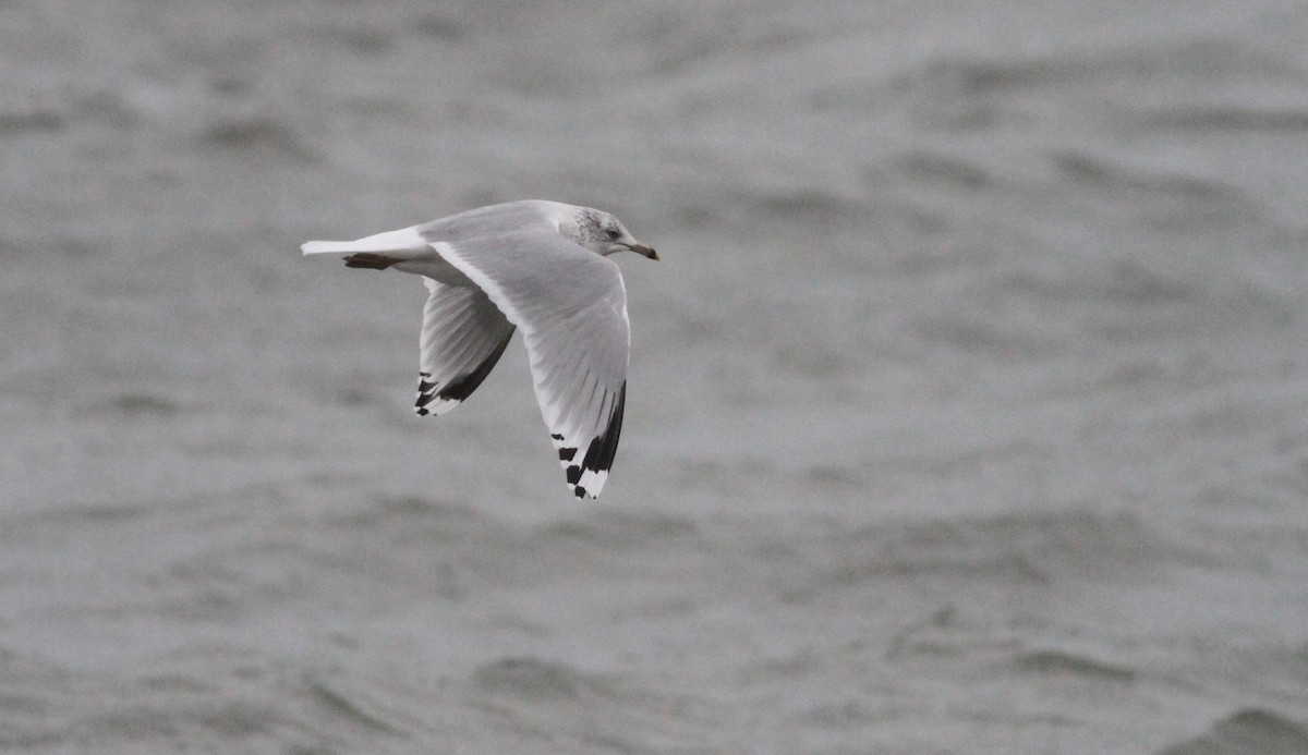 Ring-billed Gull - ML138596011