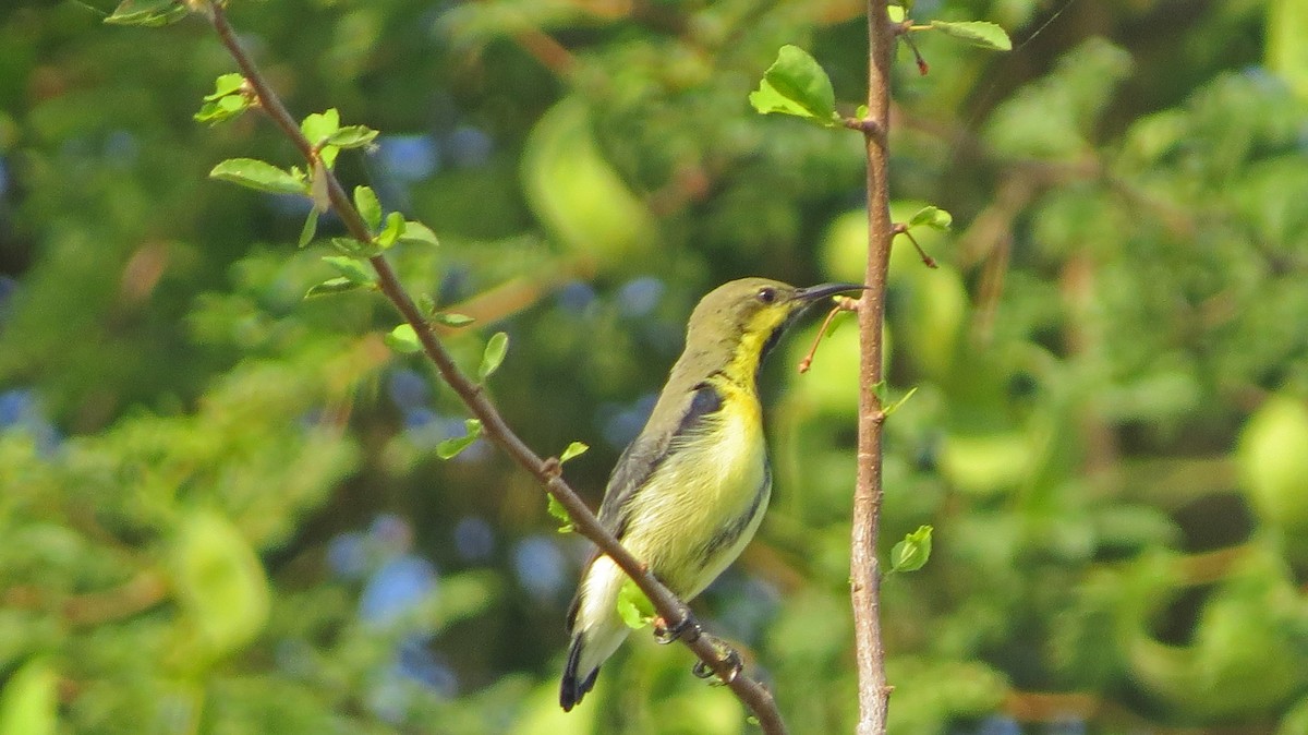 Purple Sunbird - ML138596041