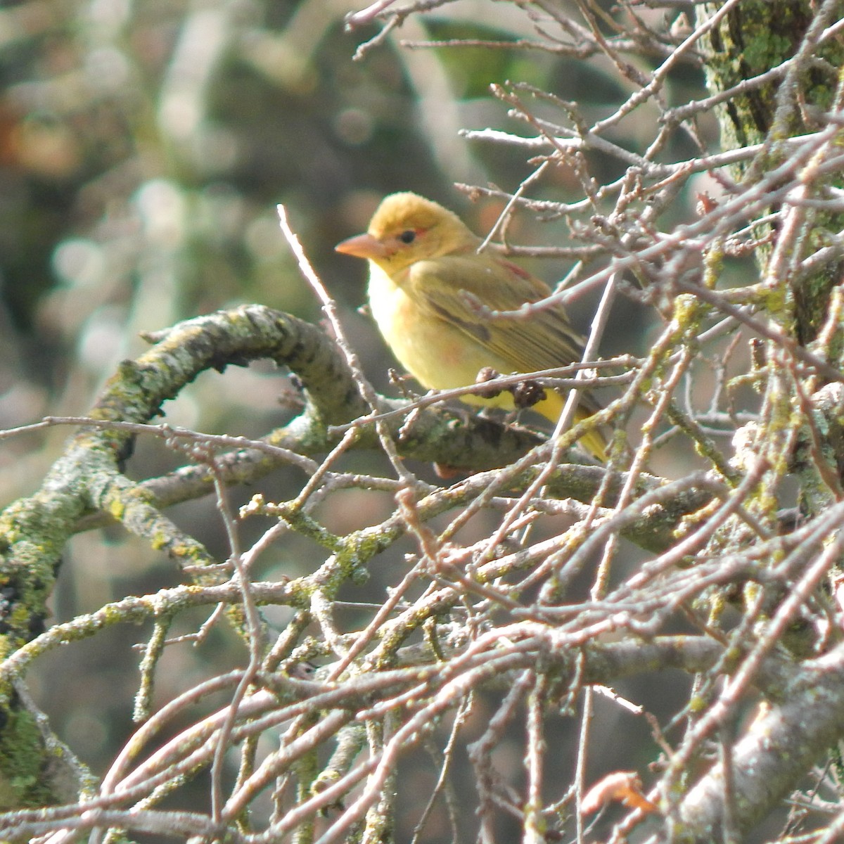 Summer Tanager - ML138596111