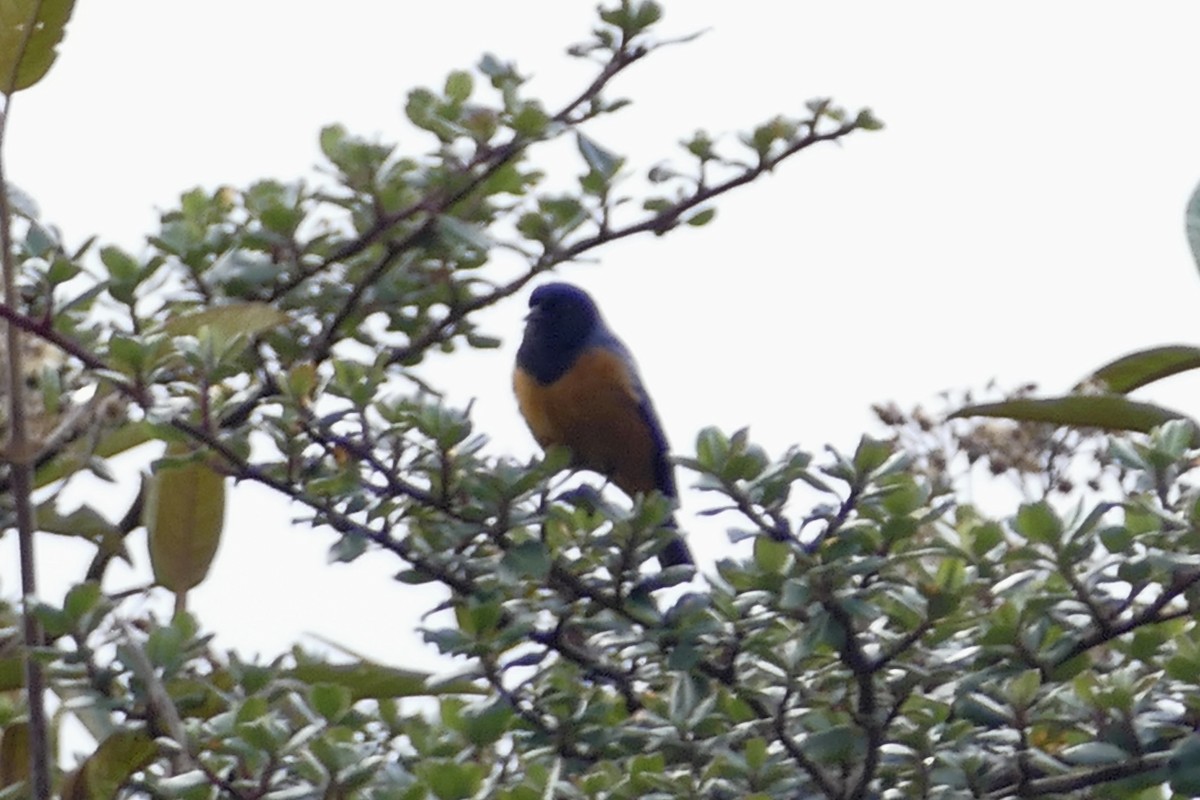 Blue-backed Conebill - ML138596241