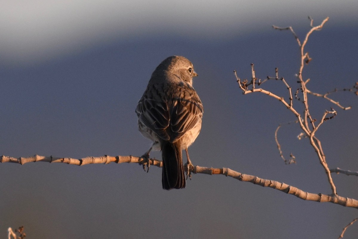 Sagebrush/Bell's Sparrow (Sage Sparrow) - Robert Snowden