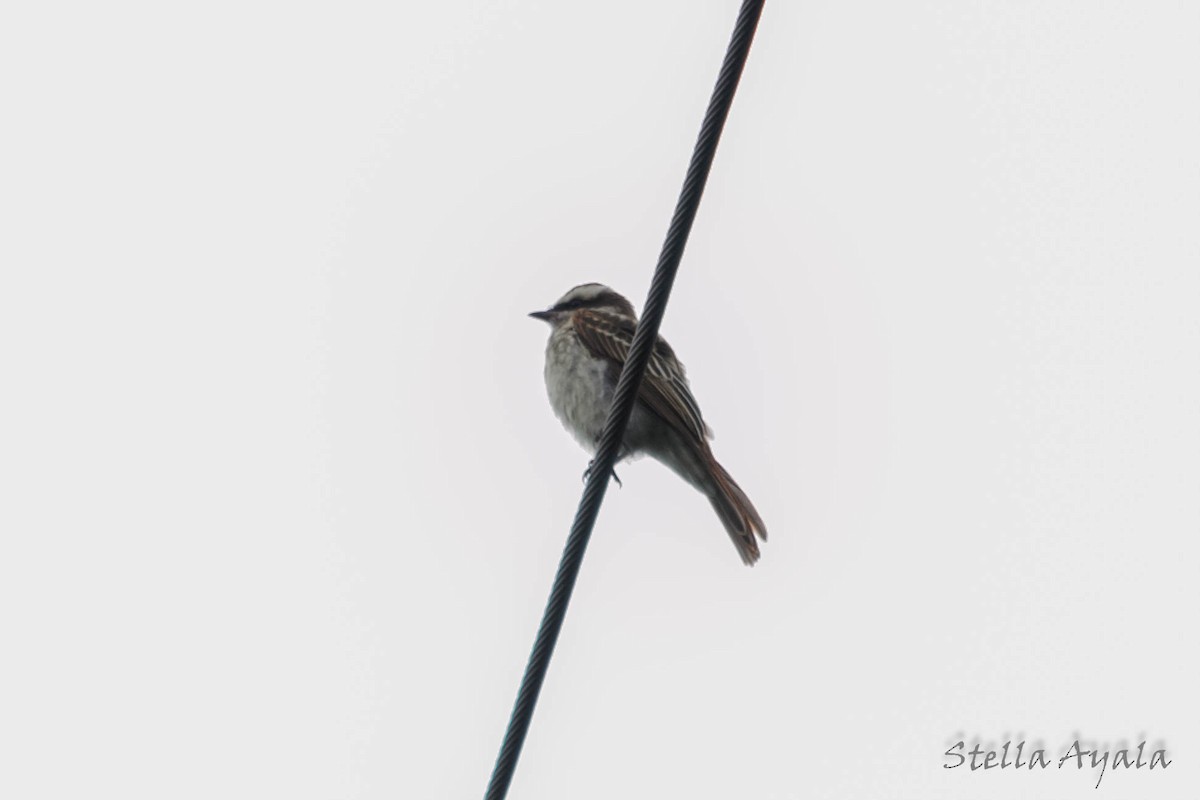 Variegated Flycatcher - ML138597521