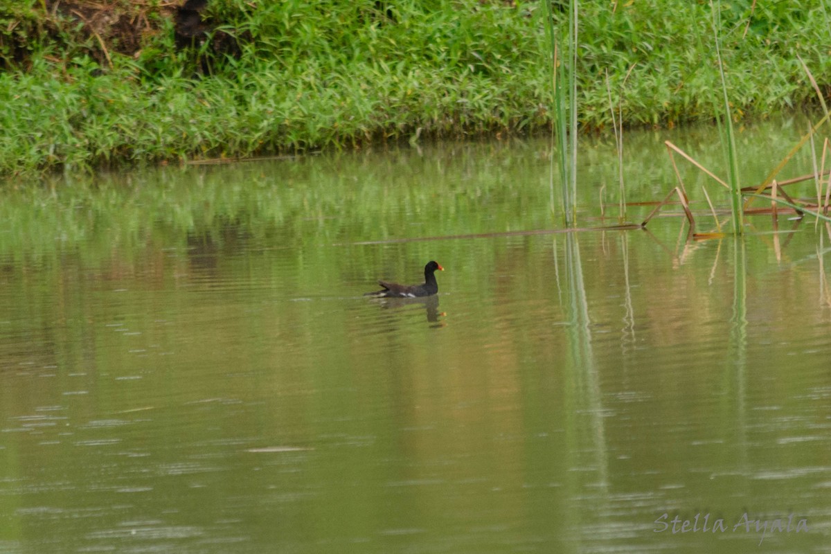 Gallinule d'Amérique - ML138597911