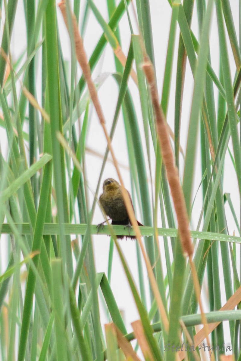 Chestnut-capped Blackbird - Stella Ayala