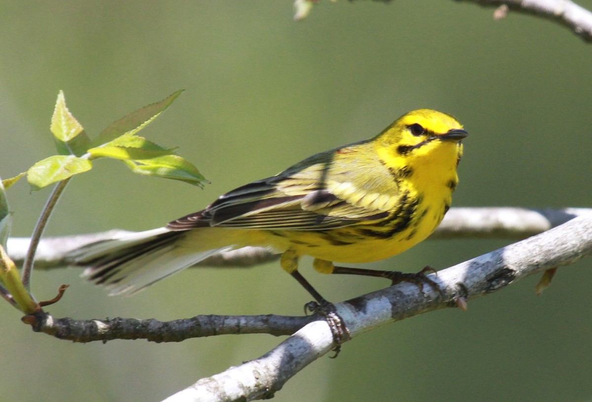 Prairie Warbler - ML138598221