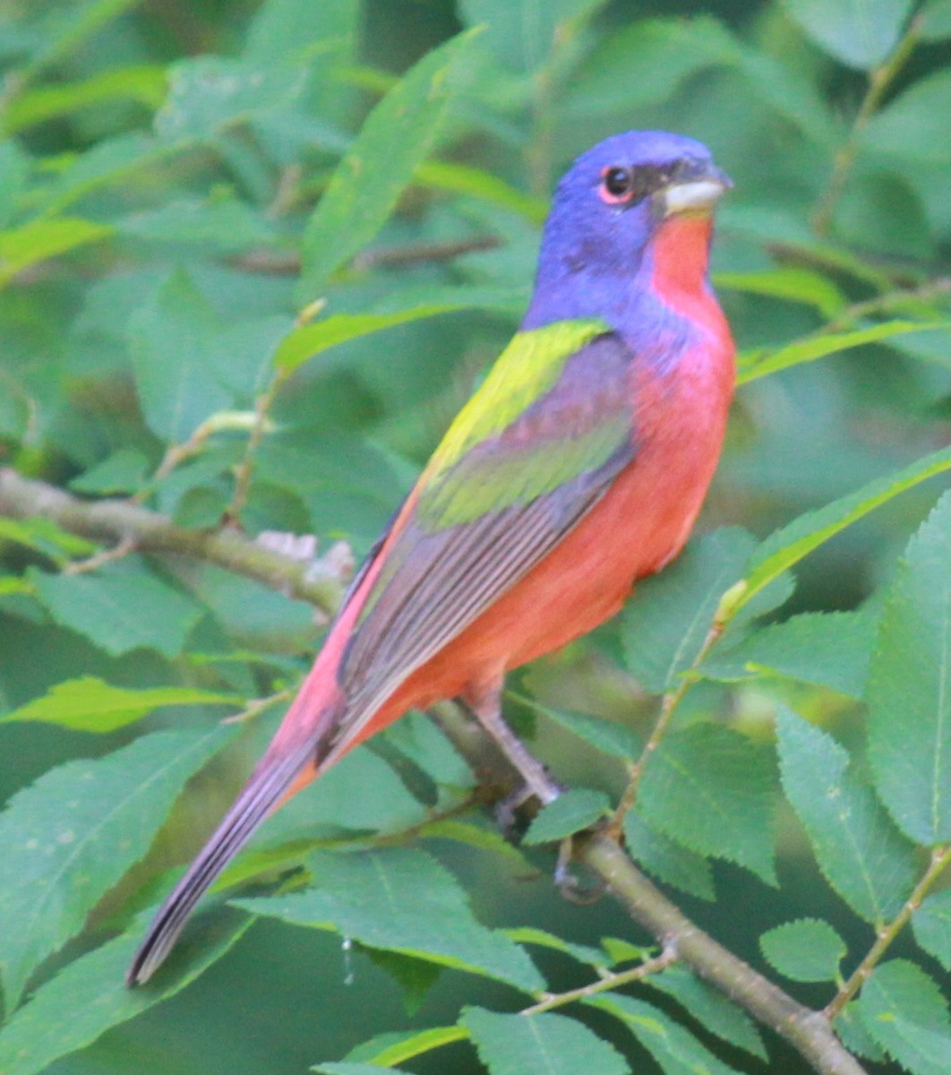 Painted Bunting - ML138598401