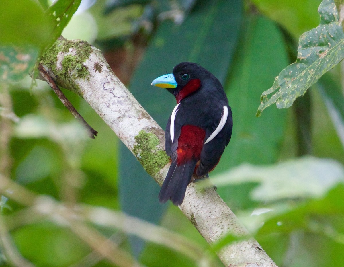 Black-and-red Broadbill - ML138599621