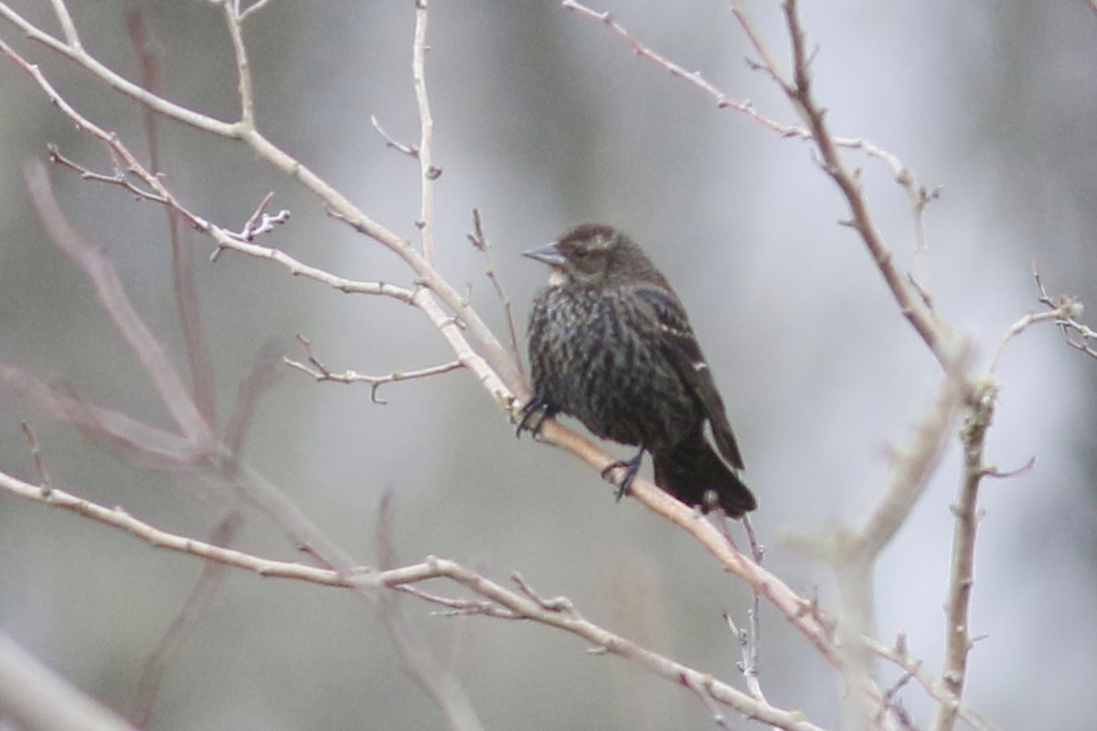 Red-winged Blackbird - ML138600061