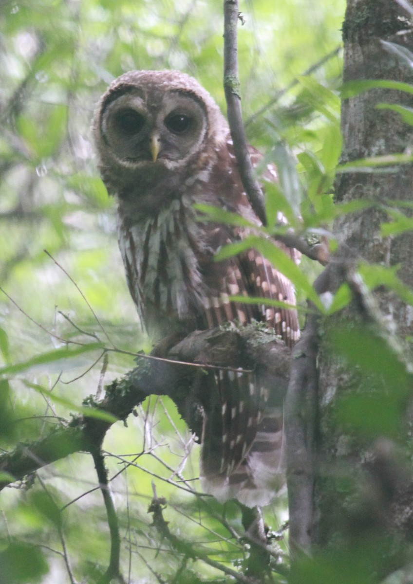 Barred Owl - ML138600551